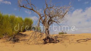 撒哈拉景观、沙丘和<strong>枯树</strong>