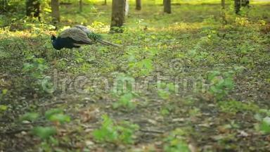 孔雀在公园里散步。 森林里的异国鸟。 <strong>动物世界</strong>
