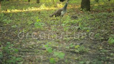 孔雀在公园里散步。 森林里的异国鸟。 动物世界