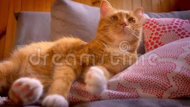 家中的红枕头上躺着一只睡意朦胧的小猫，身上长着姜黄色绒毛，令人满意，又懒又好看