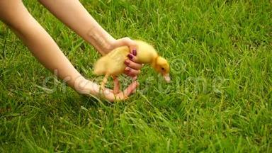一位<strong>摄影</strong>妇女手里拿着一只小<strong>鸭子</strong>，让他上了绿草。