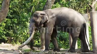 亚洲大象牛链在<strong>必须</strong>或<strong>必须</strong>在高清，淘相机拍摄特写