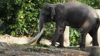 亚洲大象牛链在必须或必须在高清，淘相机拍摄特写