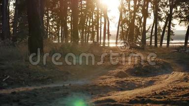 树木松林剪影树木的生活方式在日落前被金色阳光照射，阳光透过