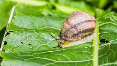 花园蜗牛爬下绿色叶面