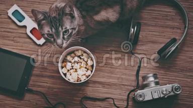 电影和娱乐概念，猫被娱乐对象包围