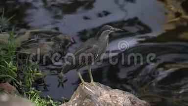 大自然中的爪哇池塘、苍<strong>鹭鸟</strong>