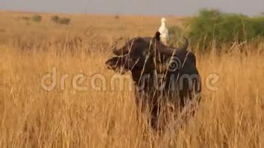 水牛和非洲水牛背上的白鹭
