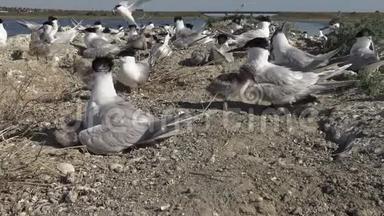 沙岛上的一群燕鸥，<strong>看护</strong>鸟的喧闹和哭泣。
