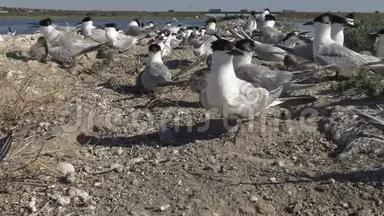 在沙岛上的燕鸥群，<strong>看护</strong>鸟的声音和叫声