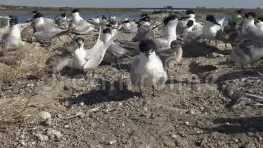 沙岛上的一群燕鸥，<strong>看护</strong>鸟的喧闹和哭泣。