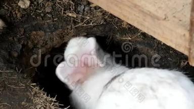 兔子或野兔挖地，用牙齿和腿挖洞