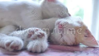 白猫猫睡在红色小猫上，有趣的友谊宠物慢动作视频