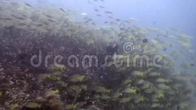 菲律宾野生动物海洋水下条纹鱼学校。