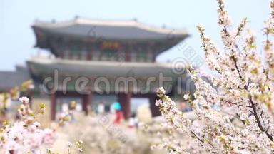 金博宫与樱花树在春天在<strong>韩</strong>国首尔市，<strong>韩</strong>国。
