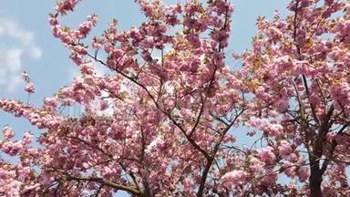 春天的树