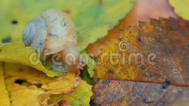 蜗牛爬在落叶上