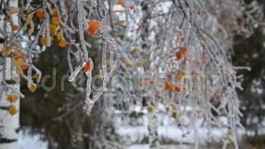 冬天下雨后，桦树的叶子被冰覆盖着