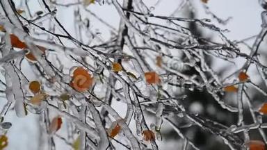 冬天下雨后，桦树的叶子被冰覆盖着