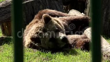 可怜的棕熊在<strong>圈养</strong>动物园里睡觉