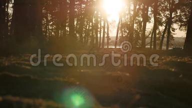 树木茂密的松林剪影景观树在日落前被金色的阳光背光，阳光透过