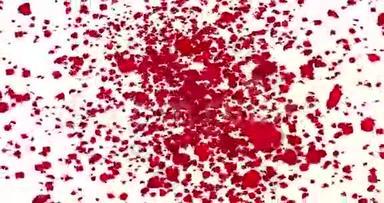 数码动画红色玫瑰花瓣在白色背景的漩涡中飞舞，淡出，环无缝