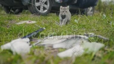 英国短毛猫靠近长矛捕鱼淡水鱼在草地上露营