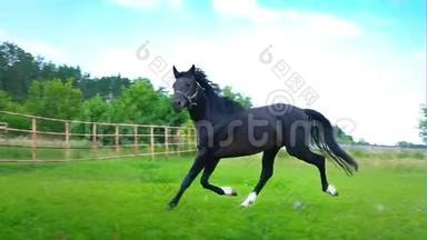 黑色美丽的马在围场的绿草上<strong>飞驰</strong>