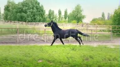 黑色美丽的马在围场的绿草上<strong>飞驰</strong>
