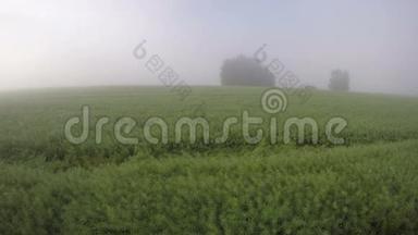 清晨的夏雾和油菜田上的日出云.. 延时4K