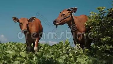 两头巴厘岛班腾奶牛站在灌木丛附近的草地上