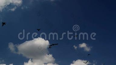 鸟儿在明亮的夏日飞过蓝天。 一群鸽子对着多云的天空。