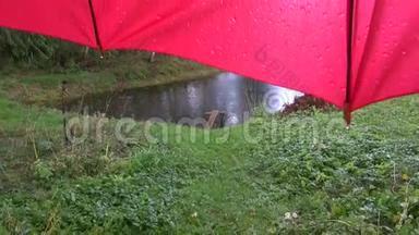 雨天-夏日池塘和带水滴的红伞