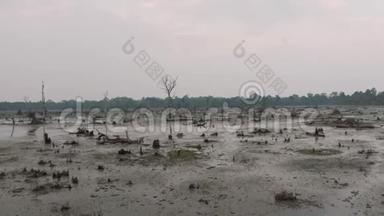 柬埔寨古吴哥窟寺附近的湖中有<strong>古树</strong>伸出水面，瑞恩综合体日出无人机4k