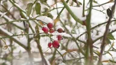 野玫瑰、红色浆果、灌木和浆果覆盖着雪霜，大自然冬季