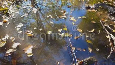 秋天的秋叶漂浮在水坑里。