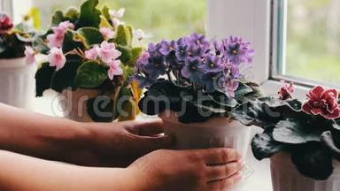 女人摘下花盆，在窗台上绽放着美丽的、盛开的、温柔的紫罗兰、红色的、粉红色的紫罗兰