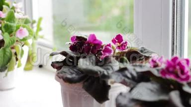 女人摘下花盆，在窗台上绽放着美丽的、盛开的、温柔的紫罗兰、红色的、粉红色的紫罗兰