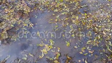 秋天的秋叶漂浮在水坑里。