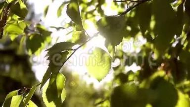 阳光明媚的幼嫩绿春叶桦树，自然生态季节背景与复制空间。