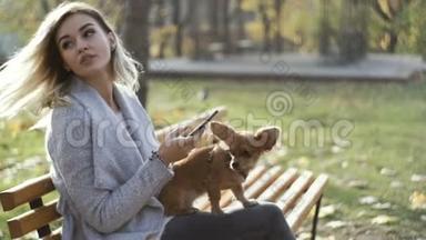 公园里年轻漂亮的女人，带着她那<strong>只有</strong>趣的长发吉娃娃狗。 秋季背景