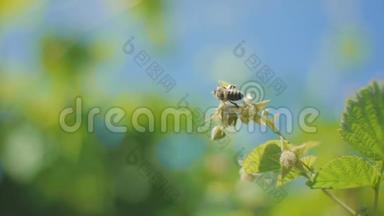 在阳光明媚的春天，蜜蜂在树莓花上<strong>采蜜</strong>