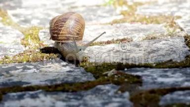 活动花园蜗牛<strong>爬行</strong>（种<strong>类</strong>：螺旋虫或山茱萸）。
