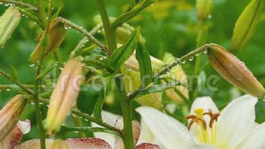 橙色百合花<strong>雨</strong>后花蕾和白色百合花