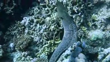 巨型海鳗缓慢活动探索其领地