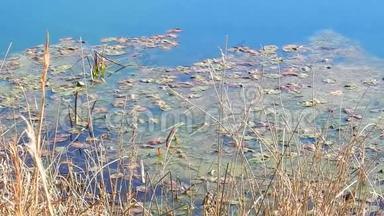 淡水河谷，池塘、藻类和礼来皮德大观国家公园