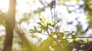 阳光明媚的幼<strong>嫩绿</strong>春叶桦树，自然生态季节背景与复制空间。
