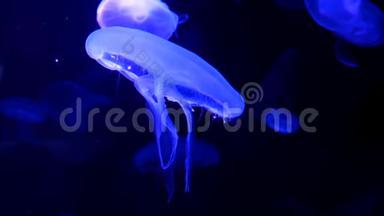 4K. 一组荧光水母在水族馆游泳池游泳。 透明水母水下镜头发光的<strong>美杜莎</strong>移动