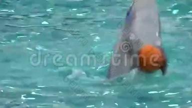 海豚在蓝水中游泳，特写。 4K超高清，超高清