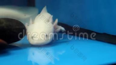 白色Axolotl(<strong>墨西哥</strong>Ambystoma)